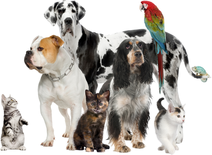 Group of Pets Studio Shot